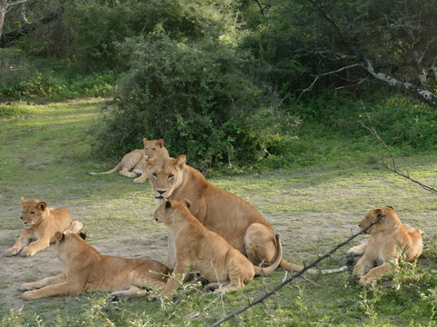 Ranger Safaris-阿鲁沙必去景点