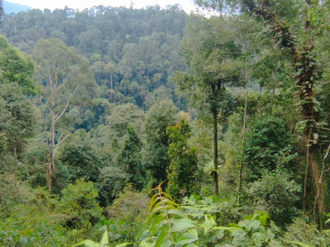 Sumatra Tour & Travel Bukit Lawang-武吉拉旺必去景点