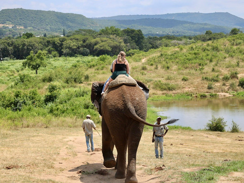 Elephant Whispers-雾观必去景点