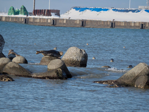 Moeru Tenpoku Ororon Route