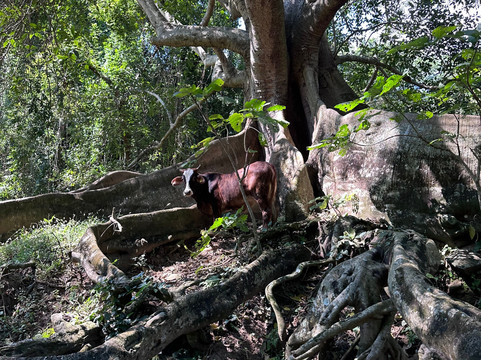 Nayari Expedition-Valle de Banderas必去景点