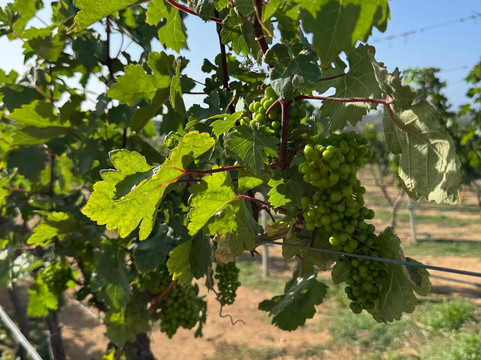 Alto Vista Winery-Noord必去景点