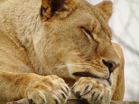 The Big Cat Sanctuary-Smarden必去景点