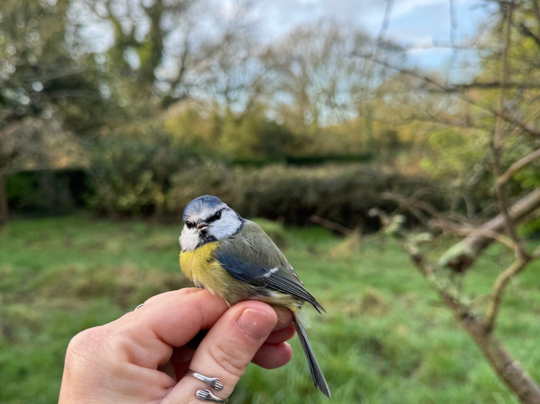 Wild New Forest Guided Tours-利明顿必去景点
