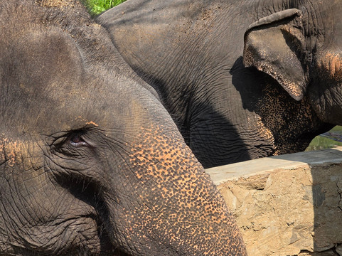 Elephant Freedom Project-凯格勒 必去景点