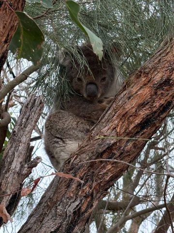 French Island Eco Inn-官方