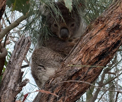 French Island Eco Inn主图