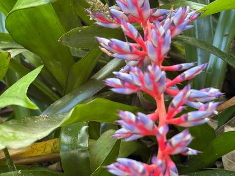 Phantasea Tropical Botanical Garden-圣 托马斯必去景点