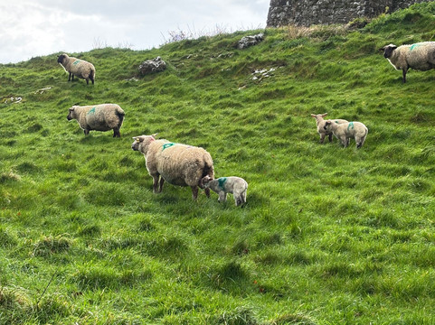 Ireland Chauffeur Travel-卡舍尔必去景点