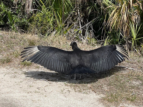 Orlando Wetlands-Christmas必去景点