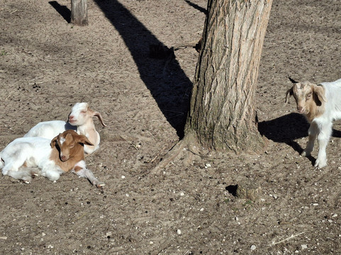 Magán Zoo-Felsolajos必去景点