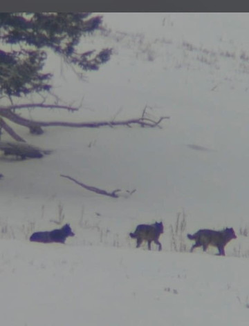 Yellowstone Wild-加德纳必去景点