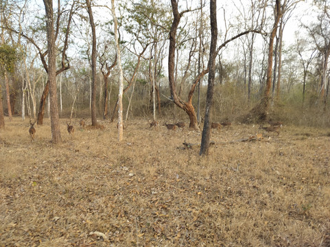 卡比尼泉旅馆主图