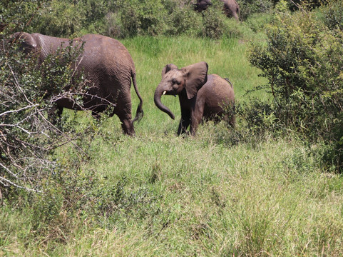 Southern Kruger Safaris-玛洛斯帕克必去景点