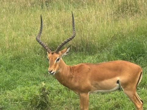 Ikaze Rwanda Tours & Travel-吉佳利必去景点