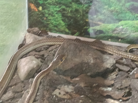 Nha Trang Snake Show-芽庄必去景点