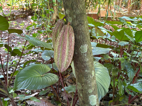 Sirilak Spice & Herbal Garden-Matale必去景点