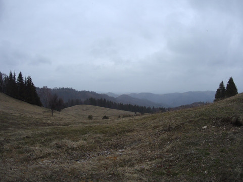 Transylvanian Wolf-Zarnesti必去景点