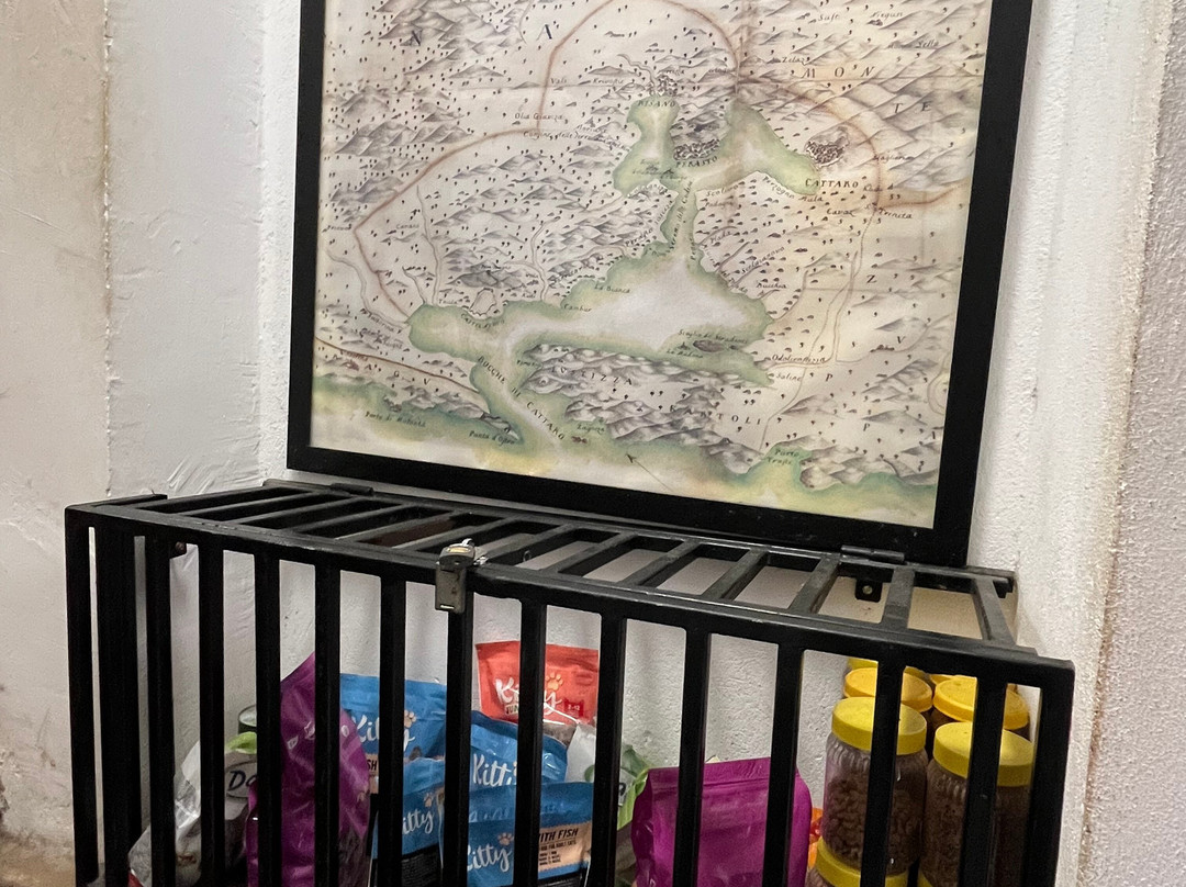 Cats Museum-科托尔必去景点