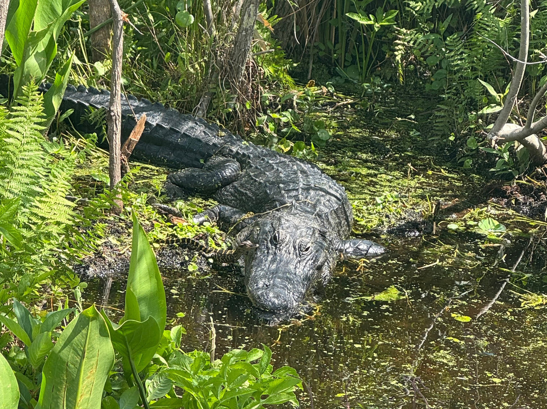 Tom and Jerry's Airboat Tours-Lake Panasoffkee必去景点