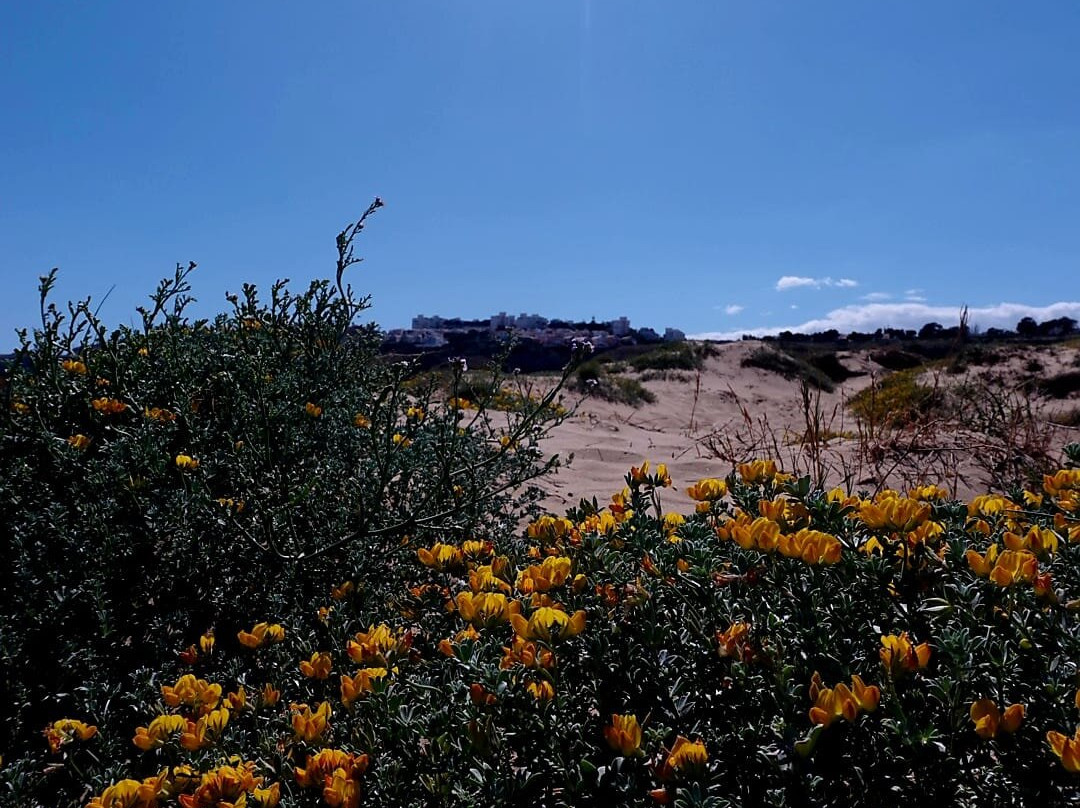 Platja Del Carabassí-埃尔切必去景点