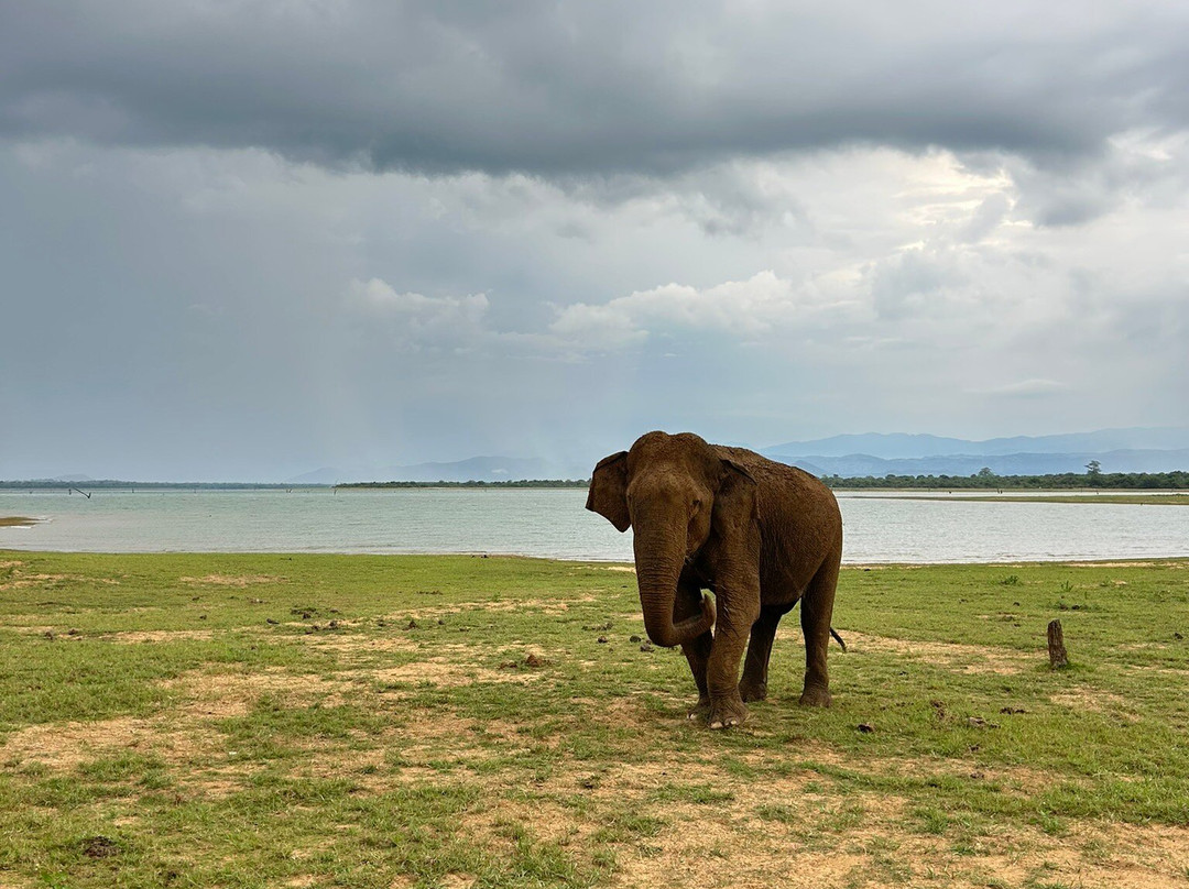 Udawalawe Safari Jeep With Guides-乌达瓦拉维国家公园必去景点