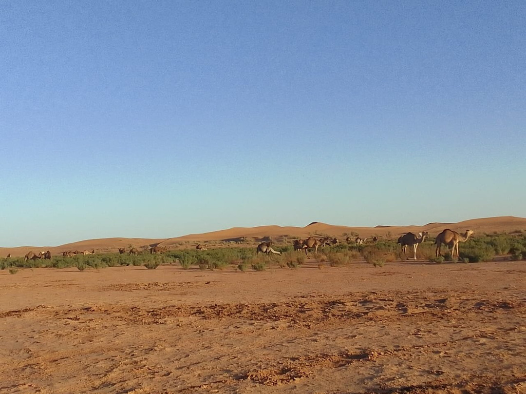 Desert Foum Zguid-Foum Zguid必去景点