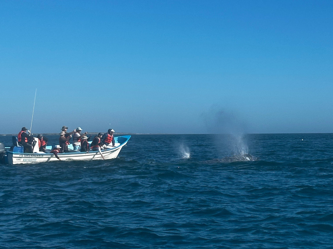 Baja Expeditions - San Ignacio Lagoon-San Ignacio必去景点