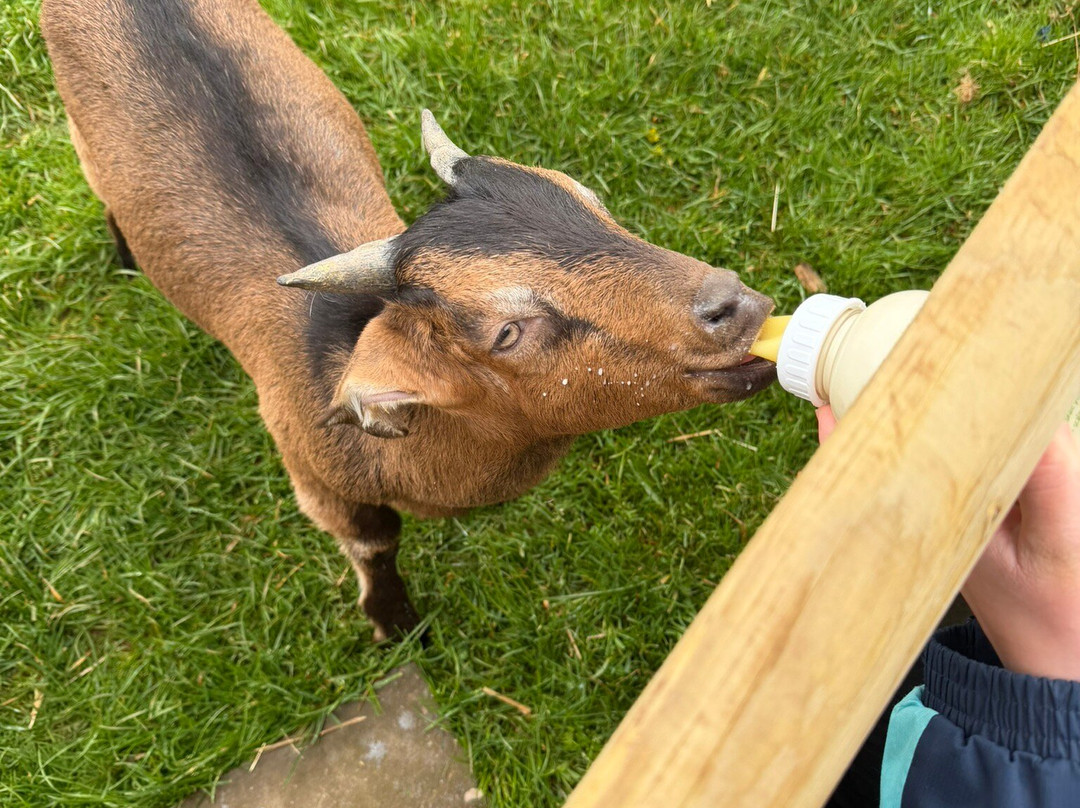 Pennywell Farm-Buckfastleigh必去景点