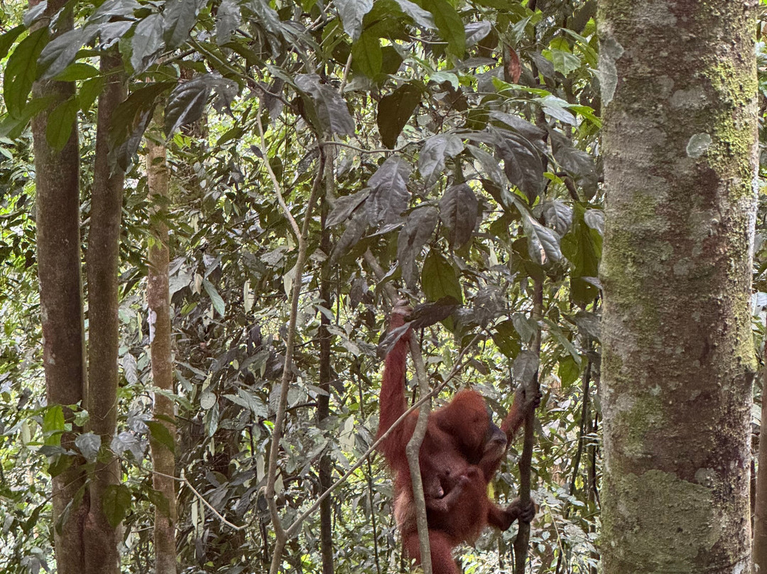 Bukit Lawang Jungle Trekking-武吉拉旺必去景点
