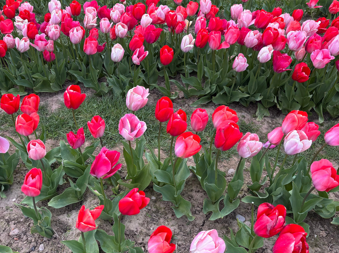 Tulleys Tulip Garden - Warwickshire-沃里克必去景点