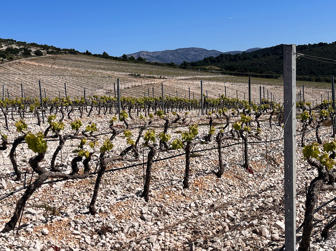 Korcula Buggy Official-科尔丘拉镇必去景点