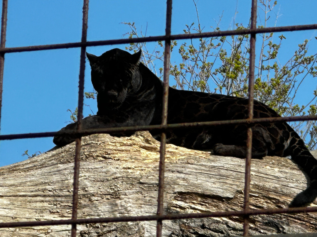The Big Cat Sanctuary-Smarden必去景点