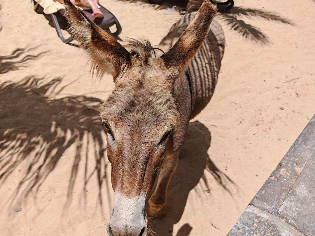 丽笙宫殿酒店博阿维斯塔 - 全包主图