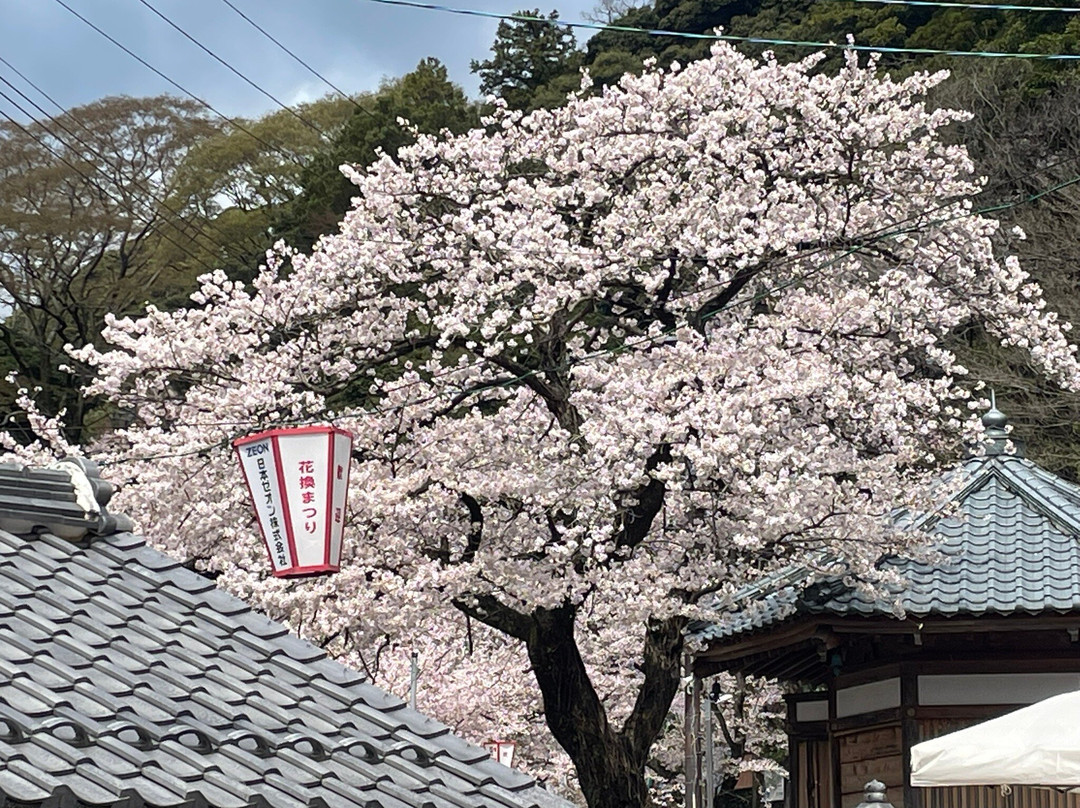 Kanegasakigu Shrine-敦贺市必去景点