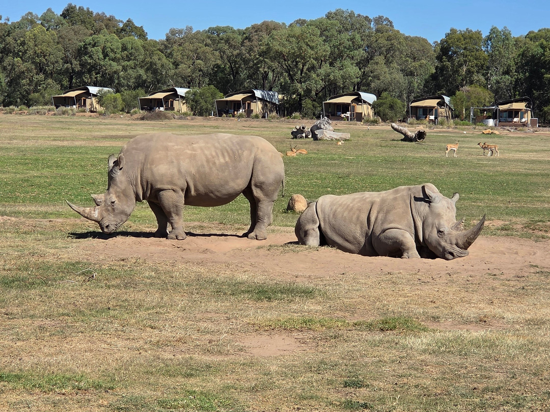Taronga Western Plains Zoo-达博必去景点