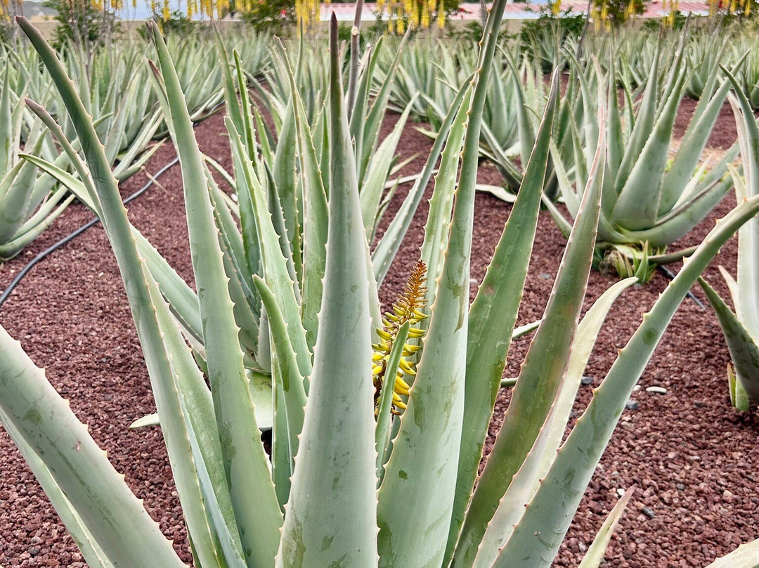 Finca Canarias Aloe Vera-Guimar必去景点