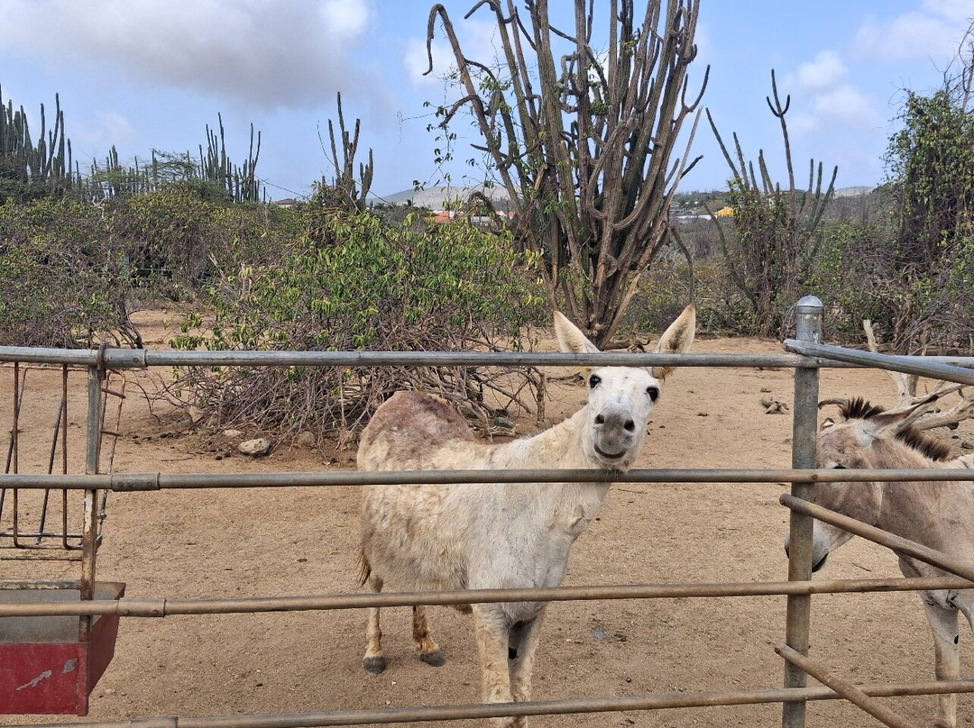 Donkey Sanctuary Aruba-Santa Cruz必去景点