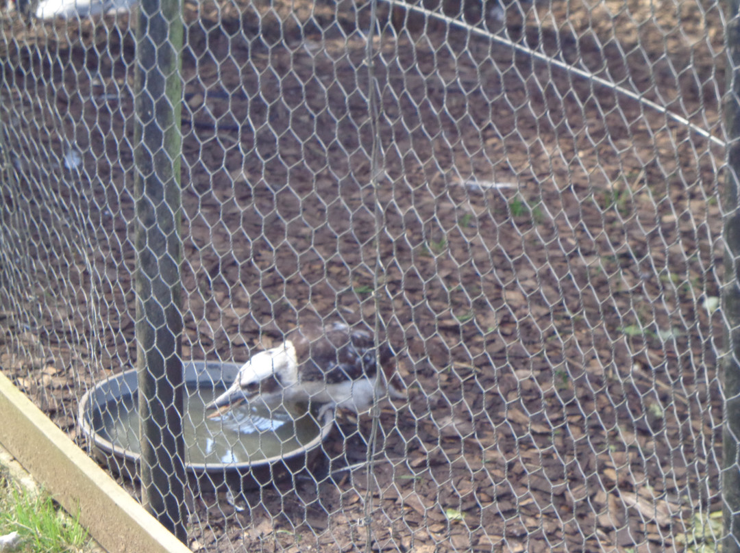 Wings Wildlife Park-Gunns Plains必去景点