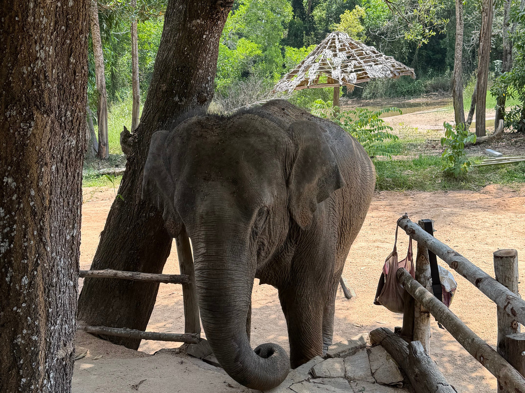 The Lake Phuket Elephant Home-Thep Krasatti必去景点