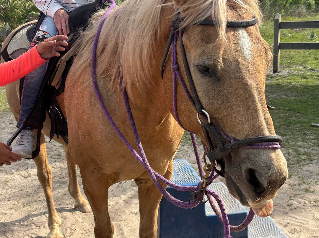 Equestrian Adventures of Florida-代托纳比奇必去景点