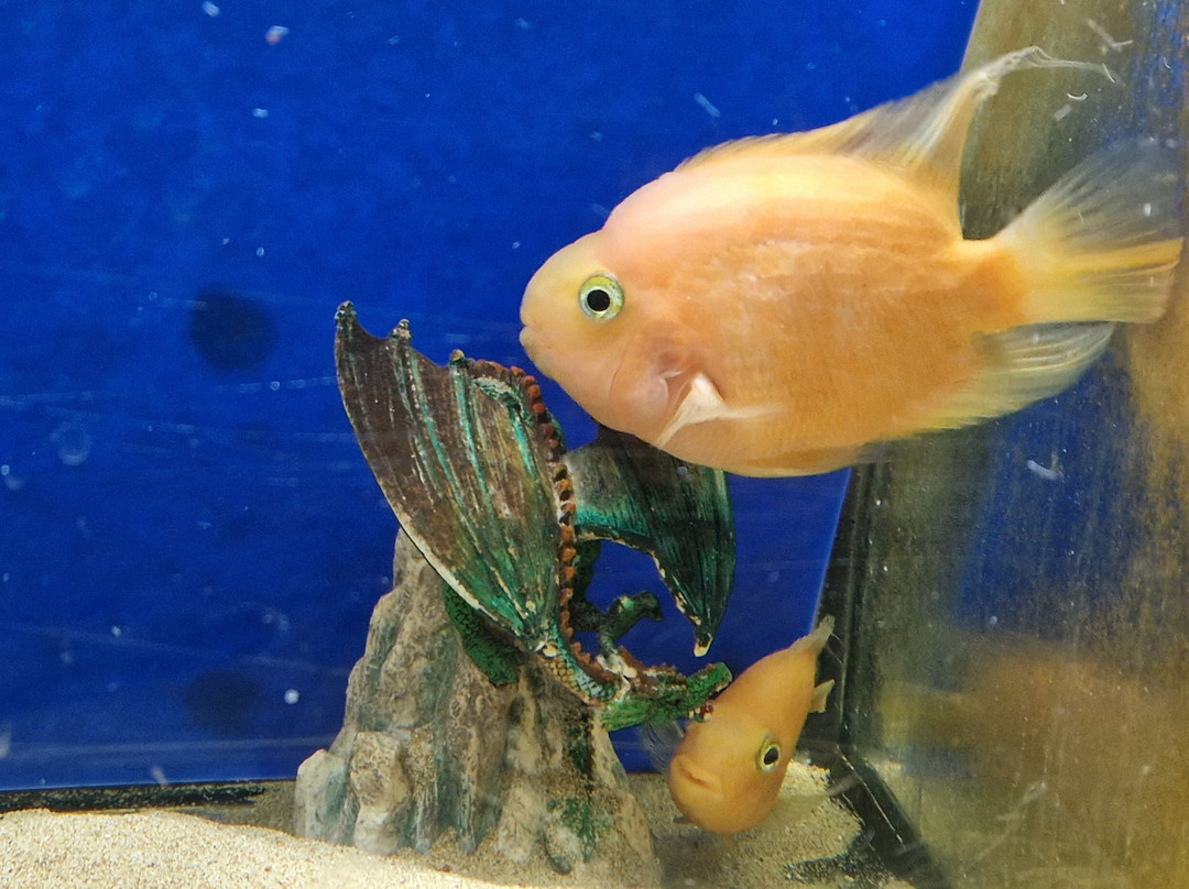 Aquarium Of Faliraki (Aquaworld)-Faliraki必去景点