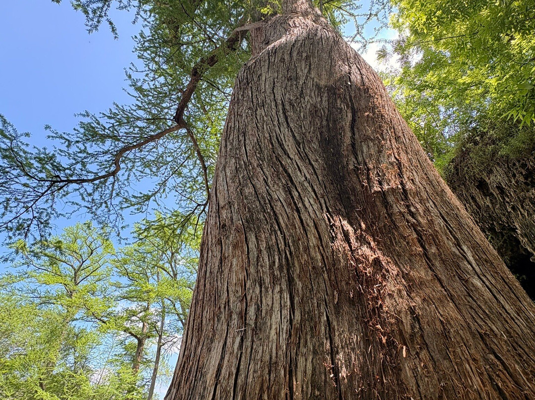 Krause Springs-Spicewood必去景点