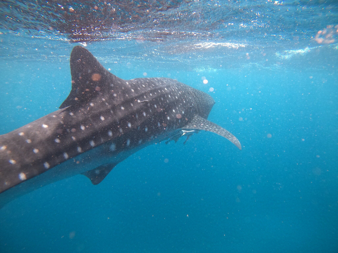 Ningaloo Discovery Whale Shark Tours-埃克斯茅斯必去景点