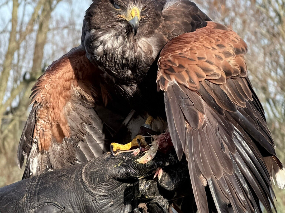 Raptor Foundation-Woodhurst必去景点