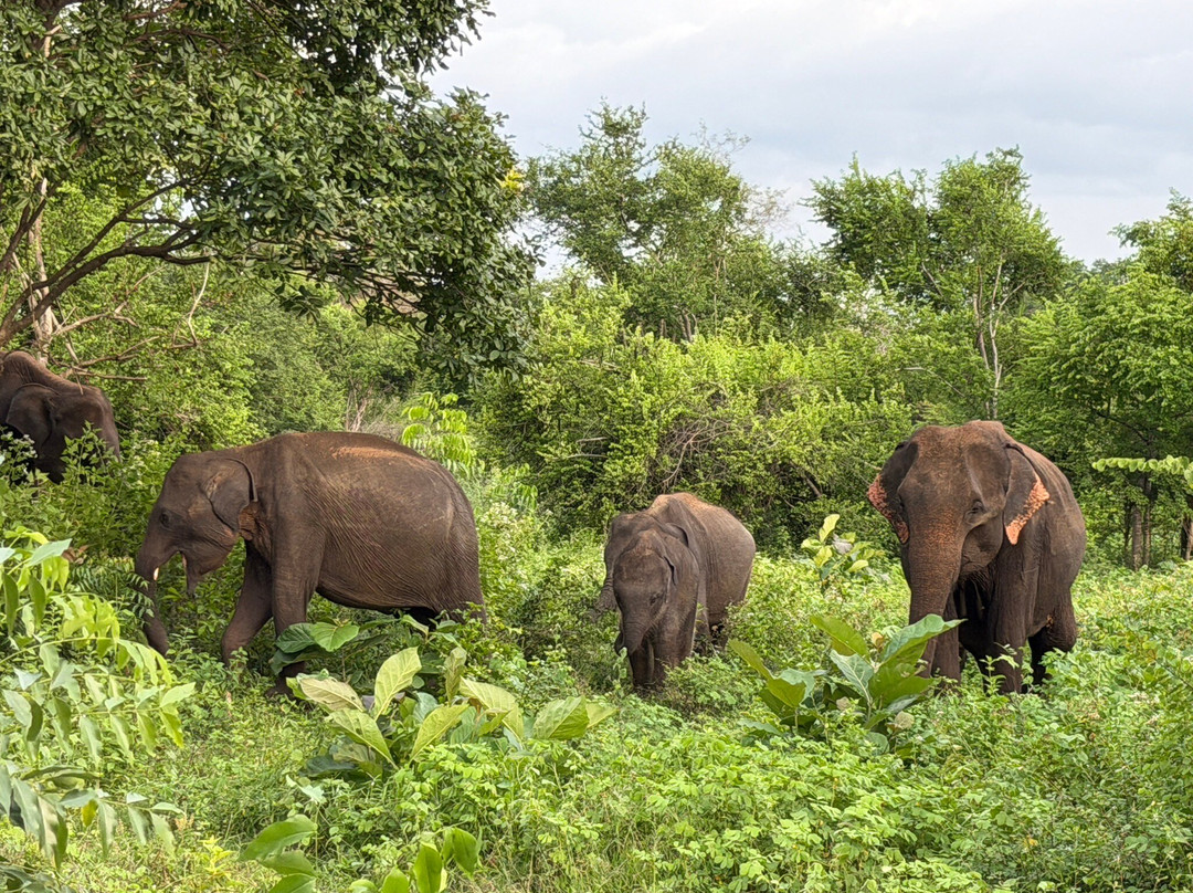 The Gilded Isle Lanka Tours-Melsiripura必去景点