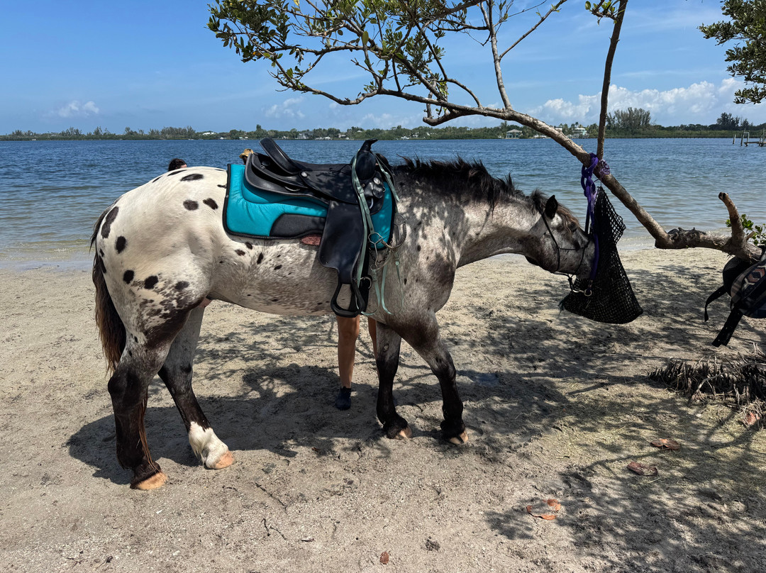 Florida Beach Horses-布雷登顿必去景点