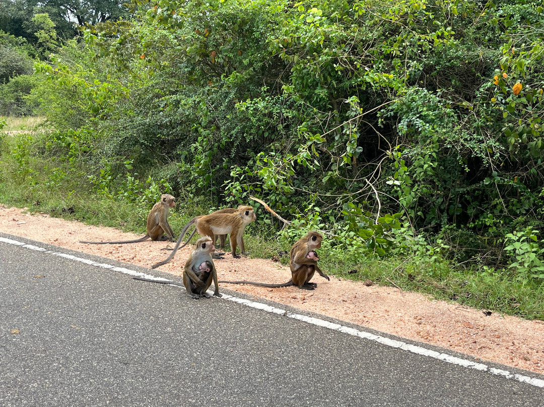 Sanka Tuk Tuk Trails Sigiriya-锡吉里亚必去景点