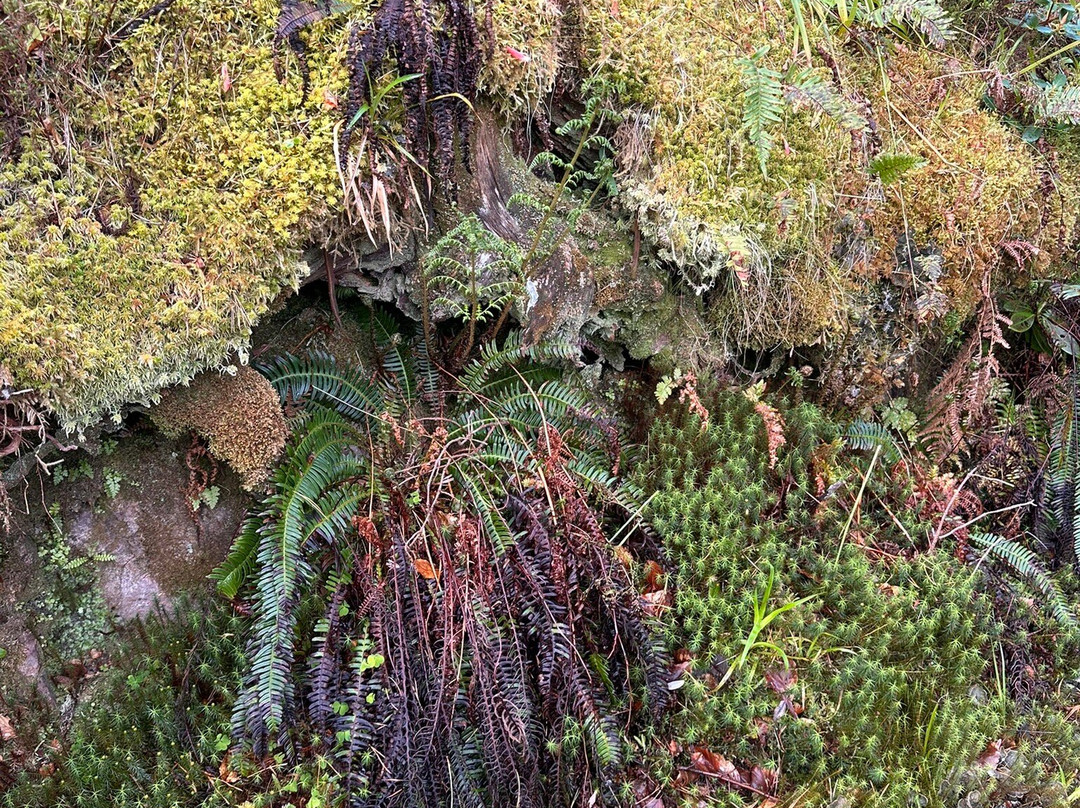 Inverewe Garden-Poolewe必去景点