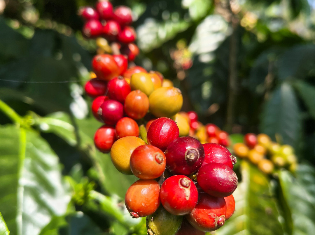Greendale Coffee Experience